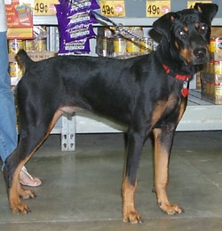 Rottweiler And Doberman